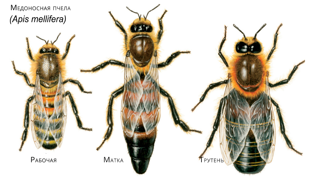 семейство пчелиных виды