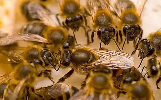 танец пчел, средство общения пчел, информирование об источнике питания, Карл фон Фриш