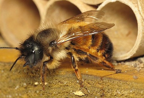 Пчелы как гаранты урожая высокого качества