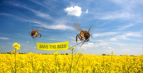 Неоникотиноиды и здоровье пчел и человечества
