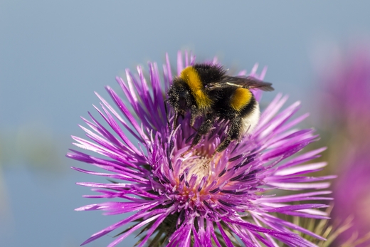 Последствия гибели пчел и других насекомых&ndash;опылителей