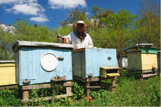 Минэкономразвития о пчеловодстве, правил содержания медоносных пчел, Вадим Живулин
