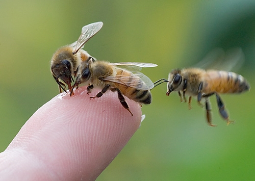 Азы пчеловодства или с чего начинается счастливая доля богатого пчеловода