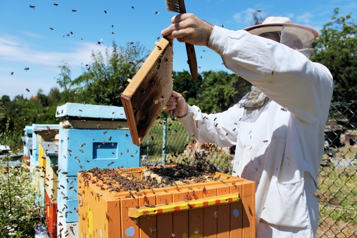 Ускоренное размножение пчелиных семей