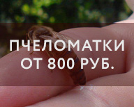 Пчеломатки 2018 в продаже Пчеломатки 2018 в продаже