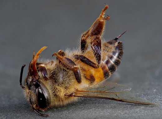 Массовая гибель пчел и ее причины