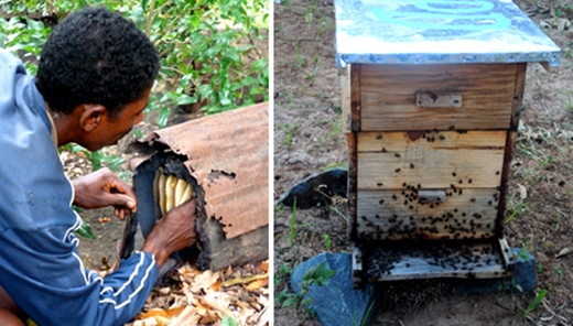 Мадагаскар: настало время спасать пчеловодство