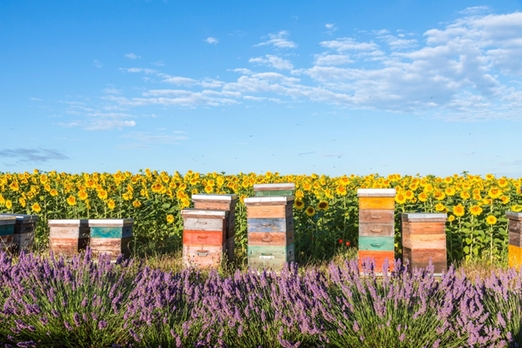 Франция, спад пчеловодства, гибель пчел, импорт меда