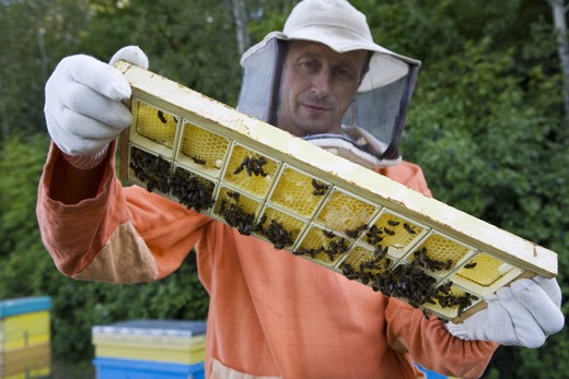 Федеральная служба государственной статистики о пчеловодстве России