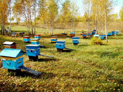 Селекционная работа со среднерусскими пчелами в России