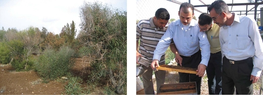 Пчеловодство Иордании развивается и модернизируется