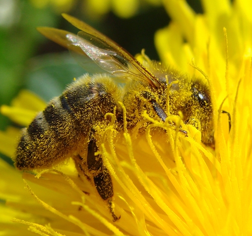 Обеспечение посевов продовольственных сельскохозяйственных культур пчелами в России