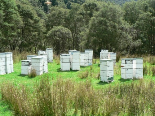 Новая Зеландия защищает свое пчеловодство 