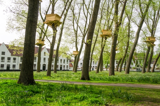 Бельгия лишилась более трети пчелиных семей