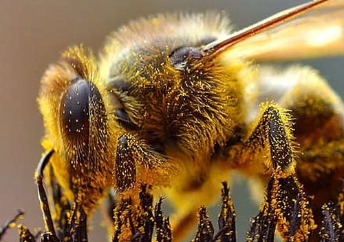 Пчелы защищают вишневые сады в Австралии