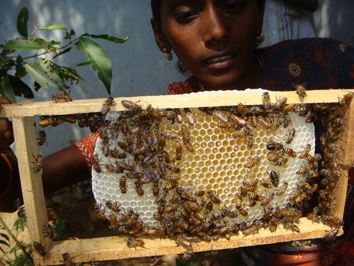 Правительственная помощь пчеловодству в Индии