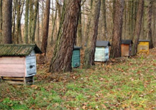 Экономические условия развития пчеловодства в Польше 