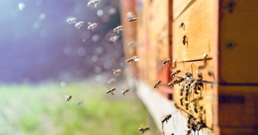 Ищем поставщиков товаров для пчеловодства