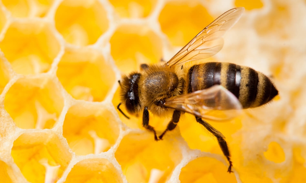  Вопросы технологий ухода за пчелосемьями