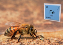 Железо - гарантия жизнеспособности пчелиной семьи