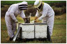 Использование в США кукурузного сиропа в качестве корма для пчел - одна из вероятных причин КПС