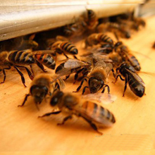Пчеловодство без границ