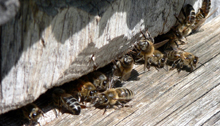 Некоторые факторы, влияющие на заболеваемость пчелиных семей нозематозом в Удмуртской Республике