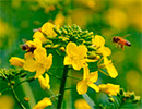 Пчелы и рапс в Канаде
