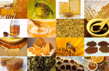 Пыльца ГМО, мед и пчеловодство 