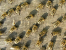 СЕКЦИЯ: Лечение и профилактика болезней пчел