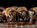 Эффективность использования стимулирующих подкормок органического происхождения для медоносных пчел
