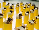 Медоносные пчелы защищают человечество