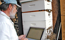 Пчеловодство США. Основные характеристики