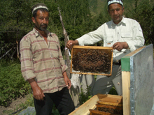 Таджикистан. Пчеловодство на подъеме