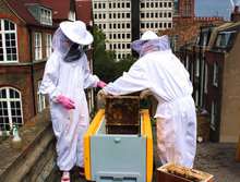 Занятие пчеловодством в Нидерландах