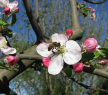 Актуальные проблемы повышения адаптивного потенциала медоносной пчелы Apismellifera в условиях пасечного содержания