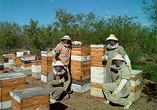 Пчеловодство Аргентины в 2013 году