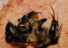 Масштабы гибели пчел в Канаде из-за отравления неоникотиноидами