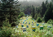 Греция в мировом пчеловодстве
