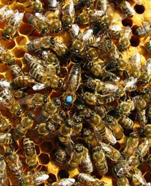 СЕКЦИЯ: Сохранение генофонда, селекционное улучшение и воспроизводство районированных в России пород пчел