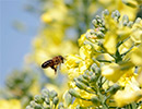 Весеннее развитие карпатских пчелосемей в Красноярском крае. Март на пасеке, конец зимовки