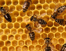 О роли меда в жизни пчелиной семьи