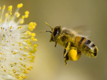 Пчеловодство Канады в 2012 году