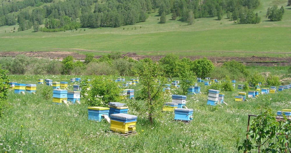 Культура пчеловодства в изменяющихся условиях