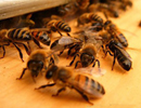 Пчеловодство без границ