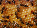 Здоровье пчел – важнейший критерий развития современного пчеловодства