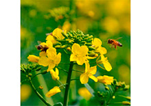 Пчелы и рапс в Канаде