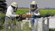 Потери пчел в крупнейшем пчеловодном хозяйстве США