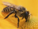 Молчание пчел - Фильм об исчезновении насекомых-опылителей