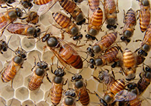Популяция восковой пчелы Apis сerana F в России